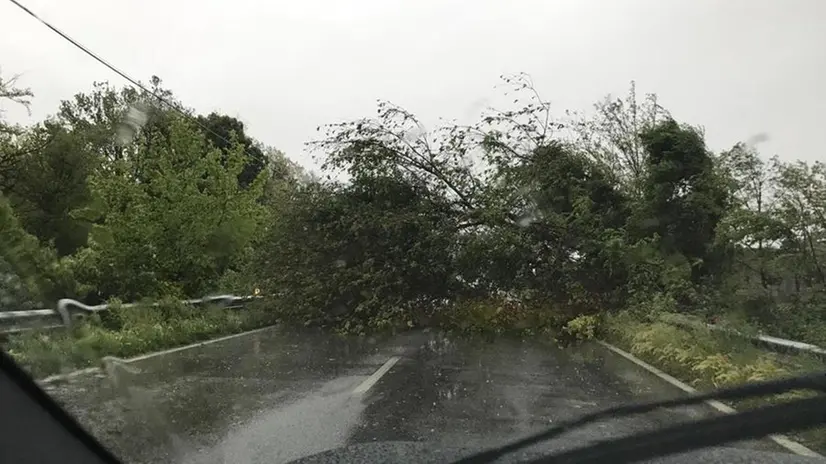 Maltempo, alberi caduti tra Bagnolo Mella, Ghedi e Isorella