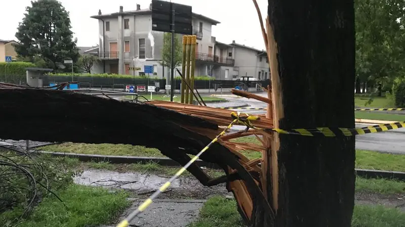 Pianta squarciata a Borgosatollo