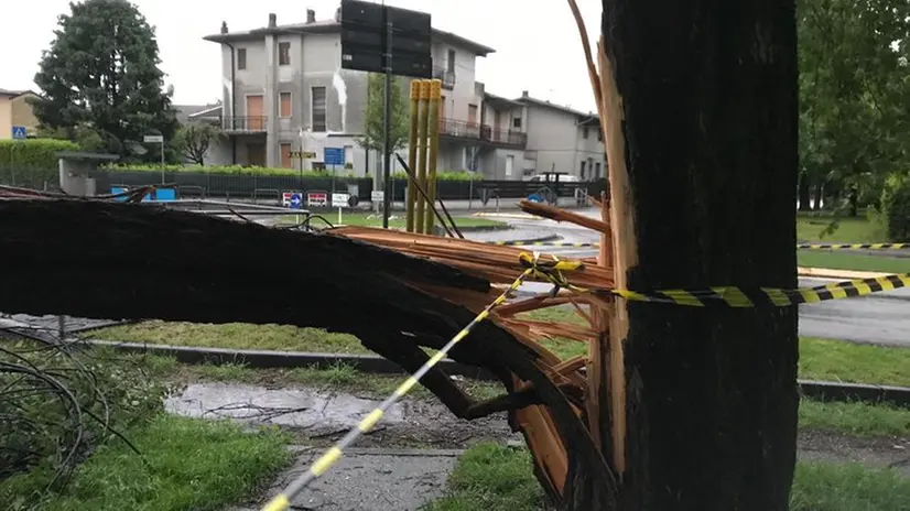 Pianta squarciata a Borgosatollo
