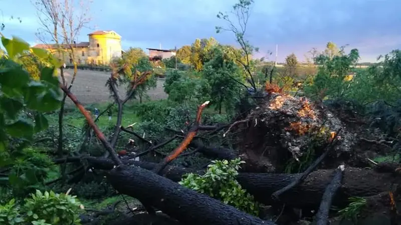 Urago d'Oglio, alberi abbattuti negli scatti di un lettore
