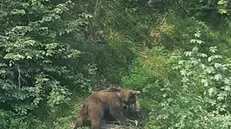 L'orso avvistato a Campei de Sima - © www.giornaledibrescia.it