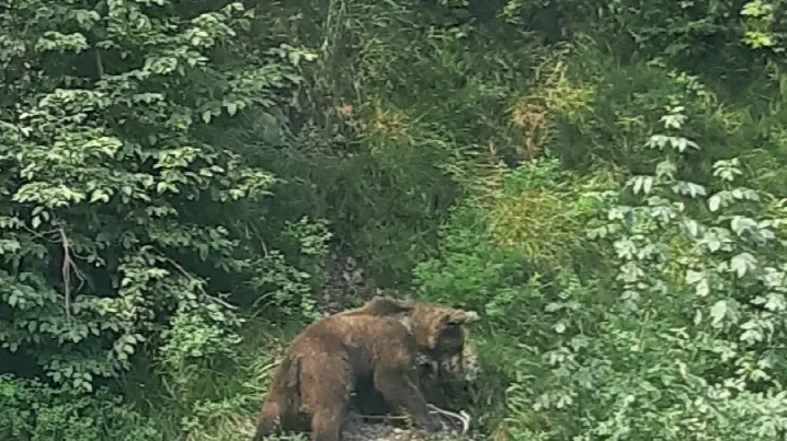 L'orso avvistato a Campei de Sima - © www.giornaledibrescia.it