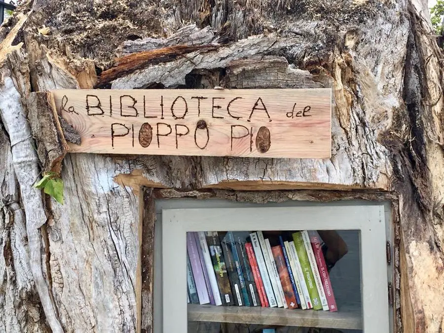Il pioppo Pio rinasce ospitando libri in diverse lingue