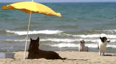 Un cane in spiaggia - Foto © www.giornaledibrescia.it