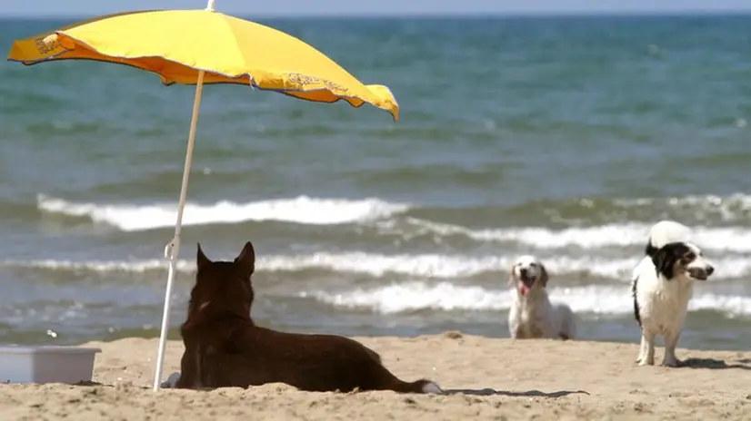 Un cane in spiaggia - Foto © www.giornaledibrescia.it