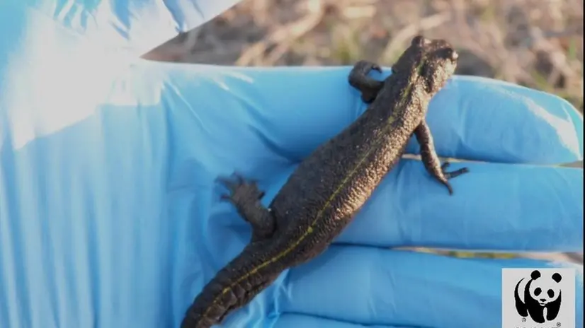 Gli esemplari di Triturus carnifex avvistati a Lonato