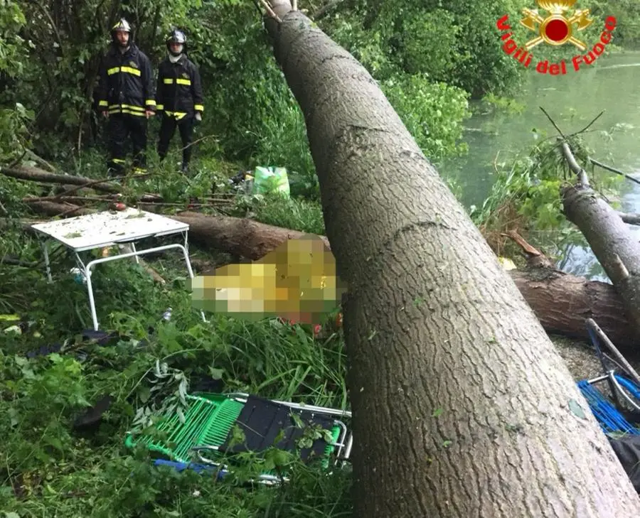 L'albero caduto in riva all'Oglio, costato la vita ai due pescatori - © www.giornaledibrescia.it