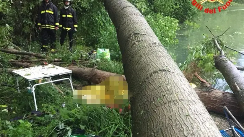 L'albero caduto in riva all'Oglio, costato la vita ai due pescatori - © www.giornaledibrescia.it