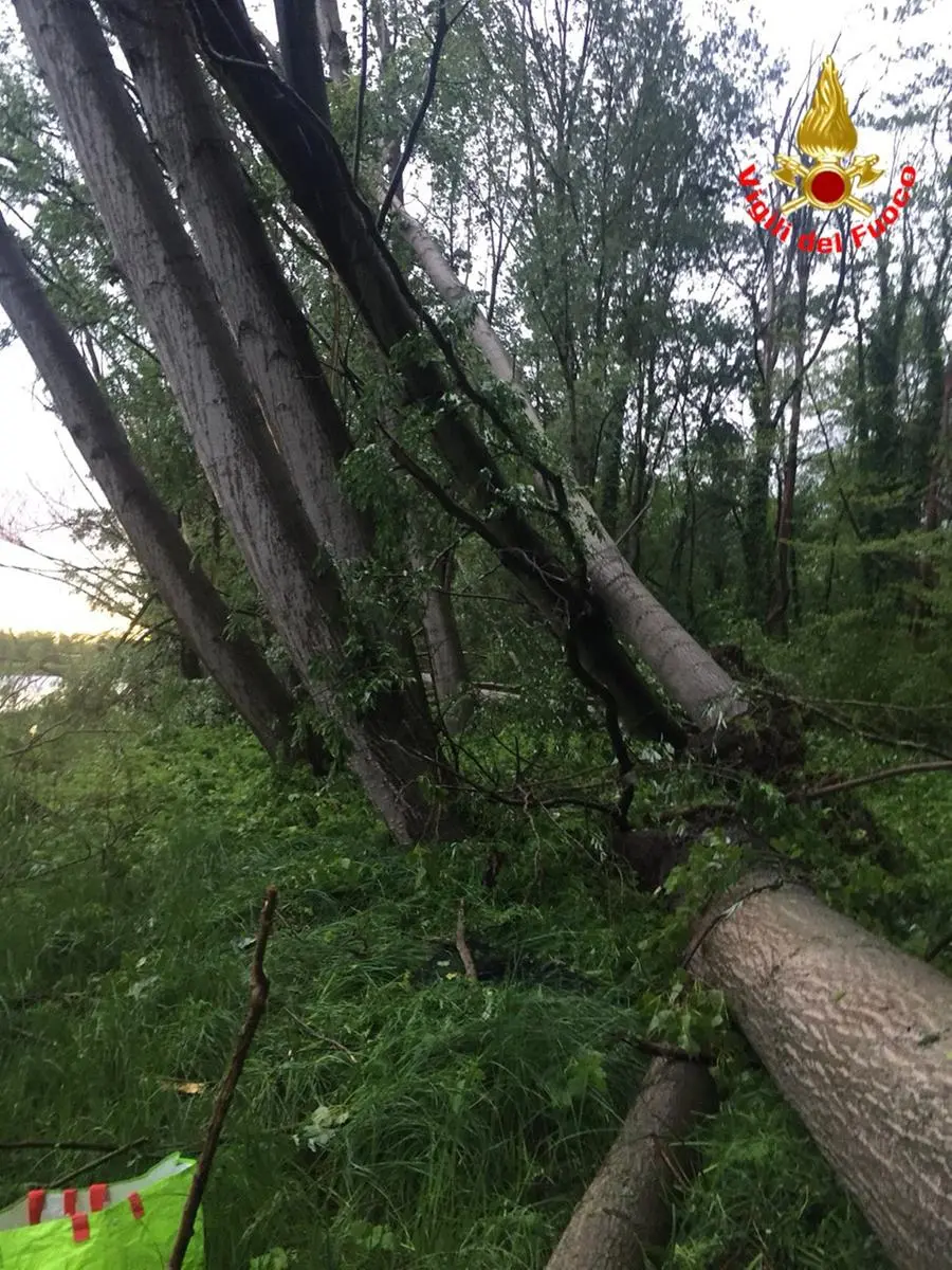 L'albero caduto in riva all'Oglio, costato la vita ai due pescatori