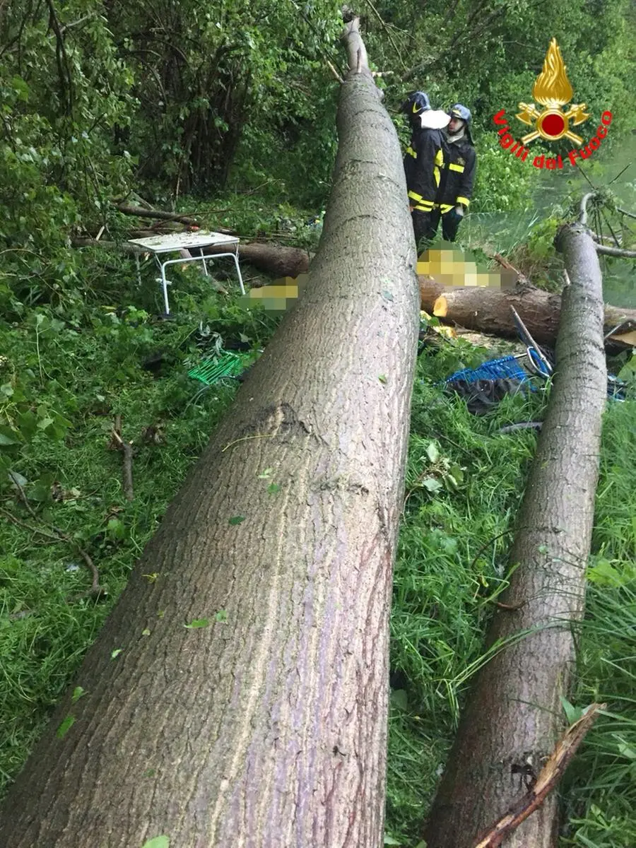 L'albero caduto in riva all'Oglio, costato la vita ai due pescatori