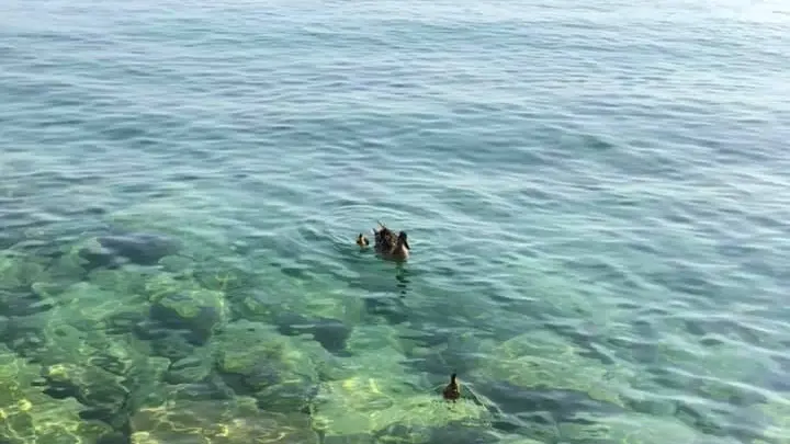 Gli anatroccoli nel lago assieme alla loro mamma - Foto © www.giornaledibrescia.it