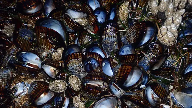 Le cozze californiane trovate morte a Bodega Bay - Foto Jackie Sones