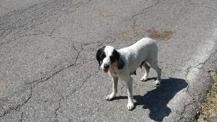 La cagnolina che ha salvato l'amico randagio