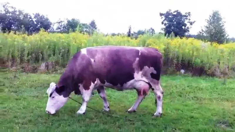 Una mucca viola