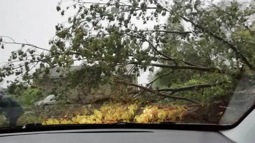 Piante cadute a Meano di Corzano: auto in trappola negli scatti dei lettori