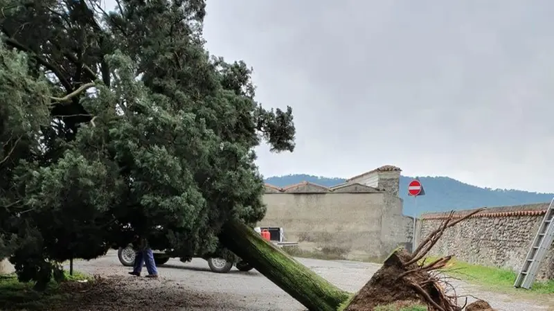 Erbusco, alberi sradicati e danni anche in Franciacorta negli scatti di alcuni lettori