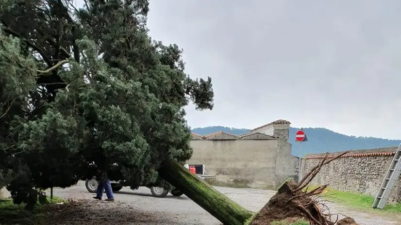 Erbusco, alberi sradicati e danni anche in Franciacorta negli scatti di alcuni lettori