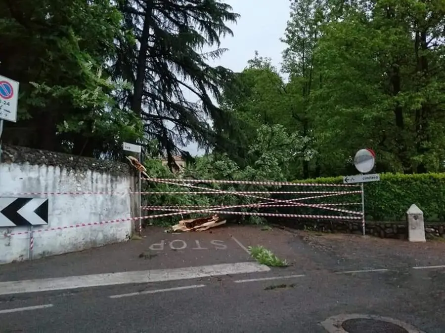Erbusco, alberi sradicati e danni anche in Franciacorta negli scatti di alcuni lettori