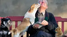 Il contatto con cani e gatti fa bene agli anziani - © www.giornaledibrescia.it