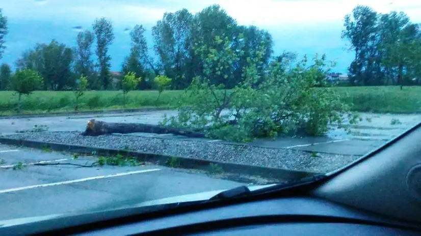 Castelletto di Leno, piante sradicate dal maltempo