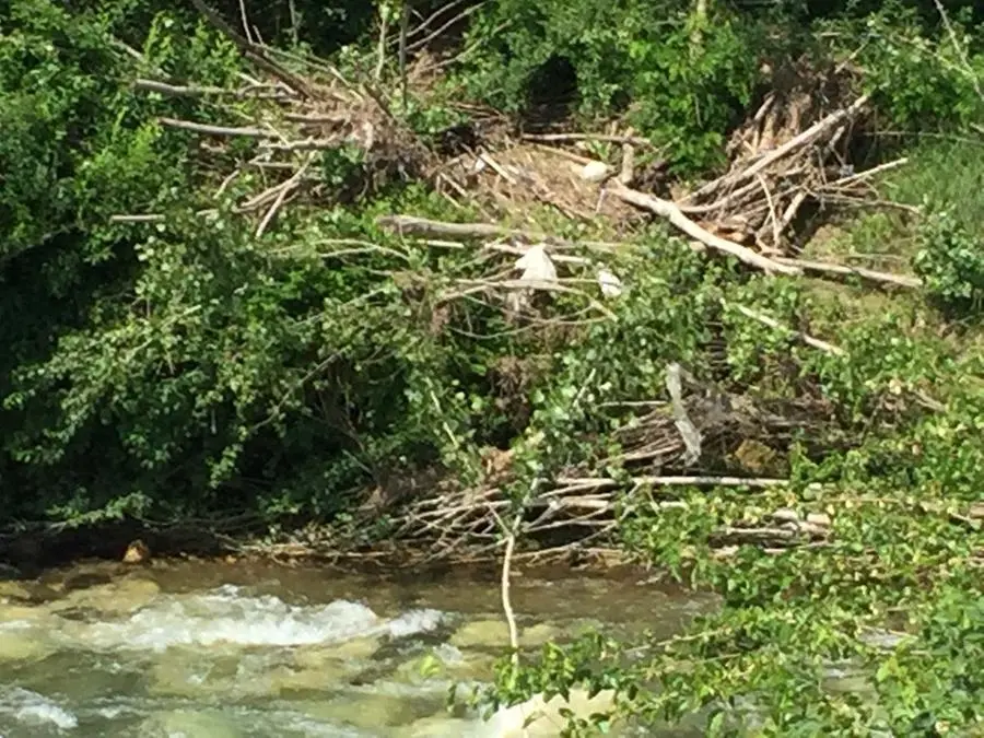 Detriti, alberi e ramaglie nel fiume Mella