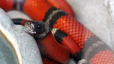 Il serpente del latte - Foto tratta dal sito del Parco