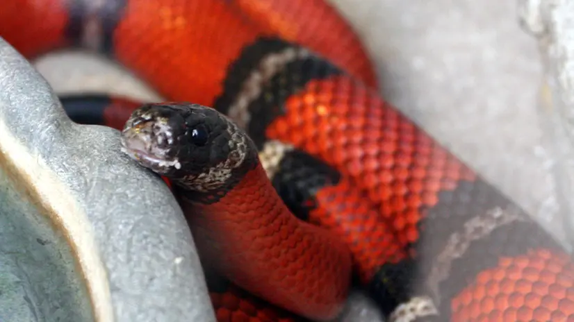 Il serpente del latte - Foto tratta dal sito del Parco