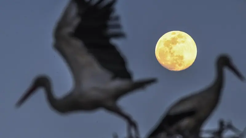 La Luna - Foto Ansa/Epa Georgi Licovski