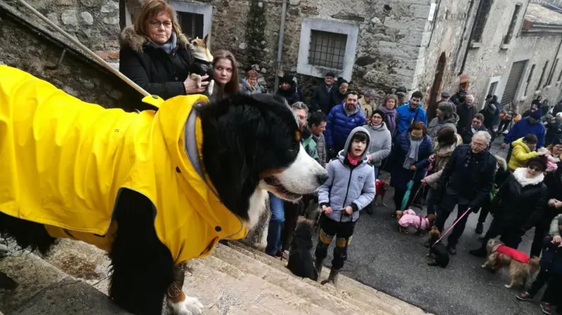 La benedizione degli animali a Lonato