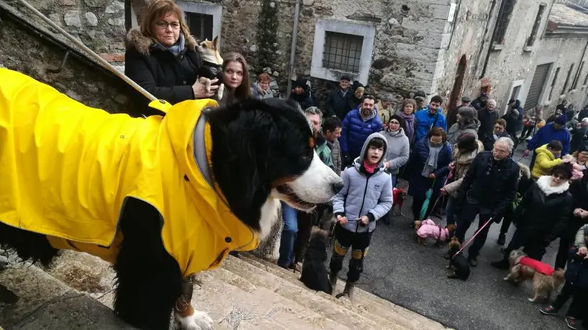 La benedizione degli animali a Lonato