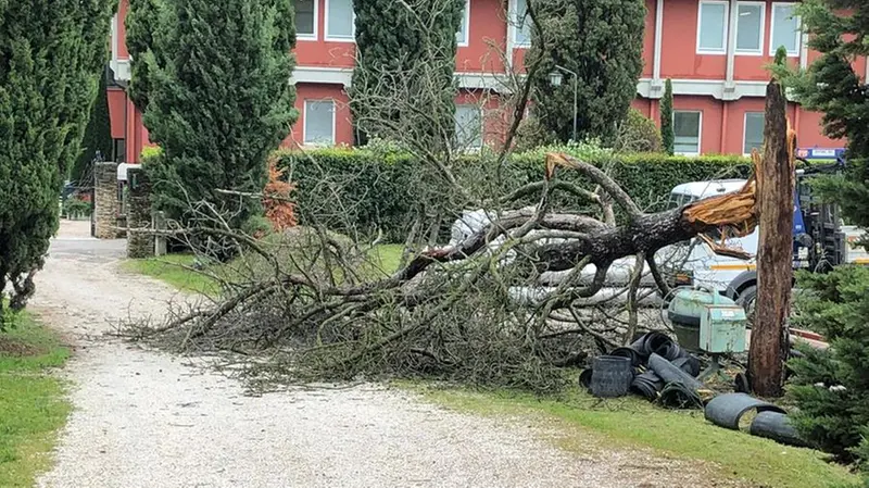 Un albero abbattuto dal vento a Sirmione -  Foto © www.giornaledibrescia.it