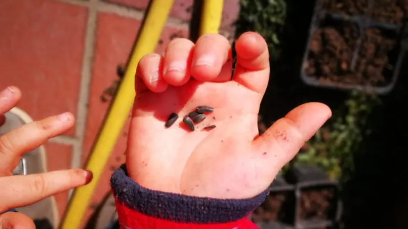 Seminare fiori e ortaggi