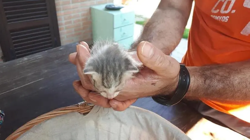 Due gattini salvati