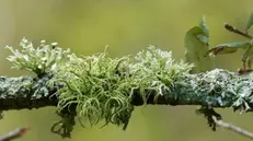 Esemplari di licheni - © www.giornaledibrescia.it
