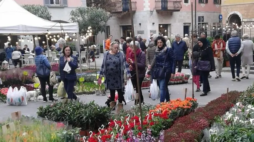 Dall’Olanda. Torna in piazza Statuto l’allestimento floreale © www.giornaledibrescia.it