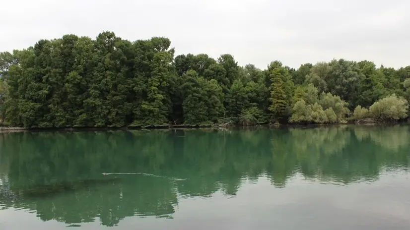 L’area. Una veduta della garzaia ai Tassodi, dove nidificano gli aironi cinerini © www.giornaledibrescia.it