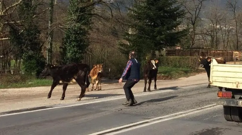 Un tentativo di recupero dei bovini liberi in strada - © www.giornaledibrescia.it