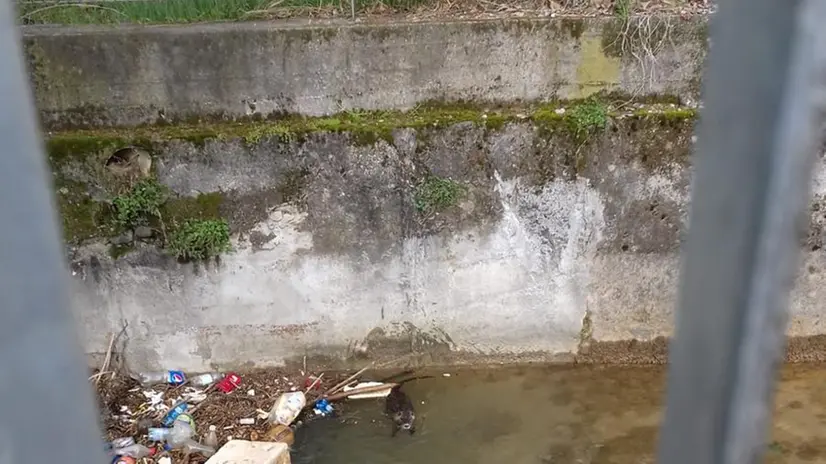 Nella foto del nostro lettore, una nutria fa capolino a Buffalora - © www.giornaledibrescia.it