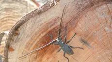 Un insetto xilofago - Foto di archivio