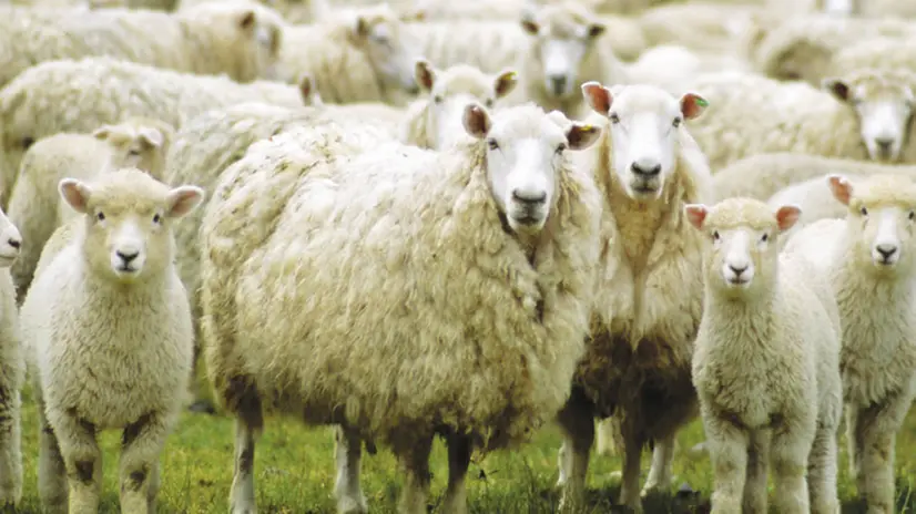 Pecore (immagine simbolica) - © www.giornaledibrescia.it