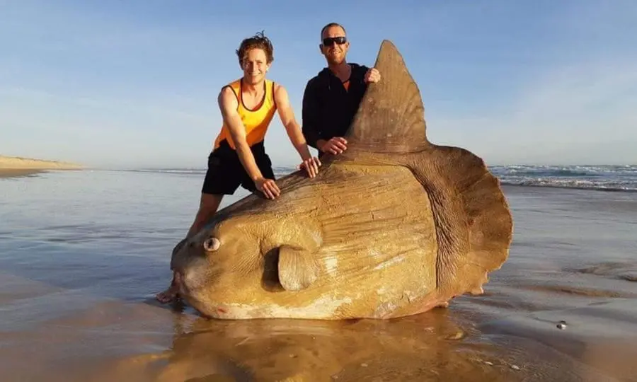Il pesce luna gigante trovato in Australia