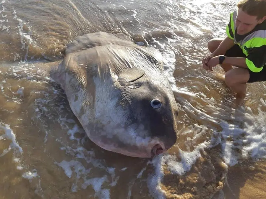 Il pesce luna gigante trovato in Australia