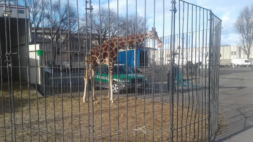 Animali del circo al freddo