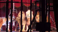 Leoni e leonesse al circo - Foto di archivio