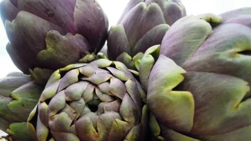 Il carciofo romanesco - Foto di archivio