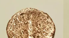 Il sesterzio romano ritrovato a Tremosine - Foto © www.giornaledibrescia.it