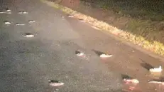 I ratti bianchi schiacciati in strada - Foto Facebook