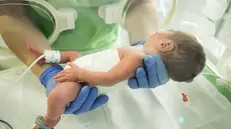 Un neonato in una termoculla - Foto Ansa © www.giornaledibrescia.it