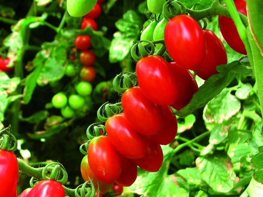 Pomodoro Datterino dolce e succoso non va conservato in frigo