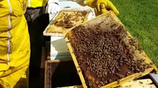Apicoltura: il 12% del miele italiano è lombardo - © www.giornaledibrescia.it